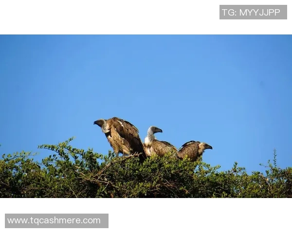 乌干达与肯尼亚篮球对决精彩回顾与赛场分析 乌干达与肯尼亚篮球对决精彩回顾与赛场分析